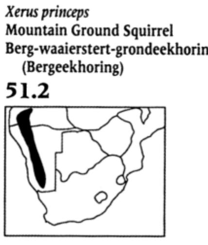 Upper parts cinnamon in colour, but individuals vary in shade Belly usually tinged buffy. White lateral stripes on either side o ody and white incisor teeth. HB 24 cm. T 21 cm. Mass 600 g. Spoor: Has four toes on the fore-feet, the first toe being rudimentary and without a claw, and five toes on the hind-fee (Fig. 51.1). The toes have long, sharp, slightly curved claws abou! 10 mm long. The claws are less curved than those of the arborea squirrels and better adapted to digging. Walks over shor distances and runs over longer distances. When alarmed it run: very fast to its own burrow, seldom using other burrows, ever when these are in its flight path. Its warren system consists of z -omplicated system of burrows. Soil removed from funnels is diled up in front of the holes, forming characteristic crescent- shaped mounds. Eventually the warren system rises above the yeneral ground level, forming a distinct mound. Habitat: Occur: hroughout the more arid parts of the Subregion, with mear nnual rainfall of 100-500 mm, up to 750 mm. Preference for ypen terrain with sparse bush cover. Utilises hard, consolidated ubstrate, avoiding loose sandy areas where burrow construction s difficult. Also occurs on fringes of dry watercourses, 01 loodplain, open grassland, overgrazed ground or karroid areas. dabits: Diurnal and terrestrial with no arboreal tendencies. sregarious, colonies of up to about 30 living in warrens with nany entrances. Emerges in the morning from burrow only vhen sun is well up and retires well before sunset. Less active in old overcast weather and remains in burrow during rain. Will yask in sun, or lie in shade in very hot weather. Always acutely lert for danger from ground or air. To gain a wider view it will sit ip on its haunches. Will react to the alarm call of certain birds. Nhen alarmed may wave the tail up and down while giving a ligh-pitched whistling alarm call. Often shares the warren ystem with Suricates (Suricata suricatta) and Yellow Mongoose Cynictis penicillata). Food: Mainly vegetarian, including leaves and tems of grasses, seeds, bulbs, roots and plant stems, as well as ome insect food.  Xerus inauris  Ground Squirrel  Waaierstert-grondeekhoring (Grondeekhoring) 