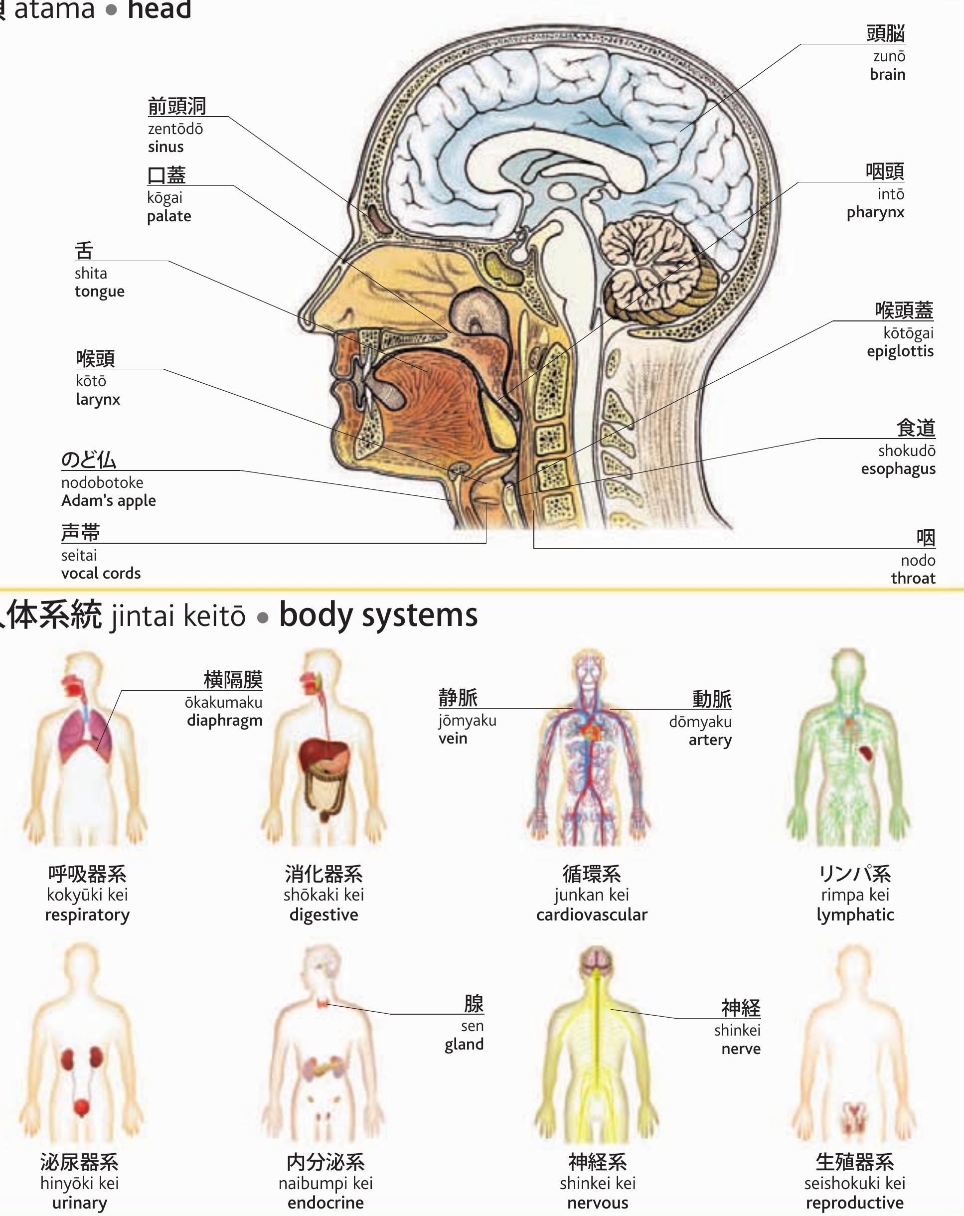 皮膚構造模型 美容 教材 毛穴 毛根 解剖模型 人体学習用