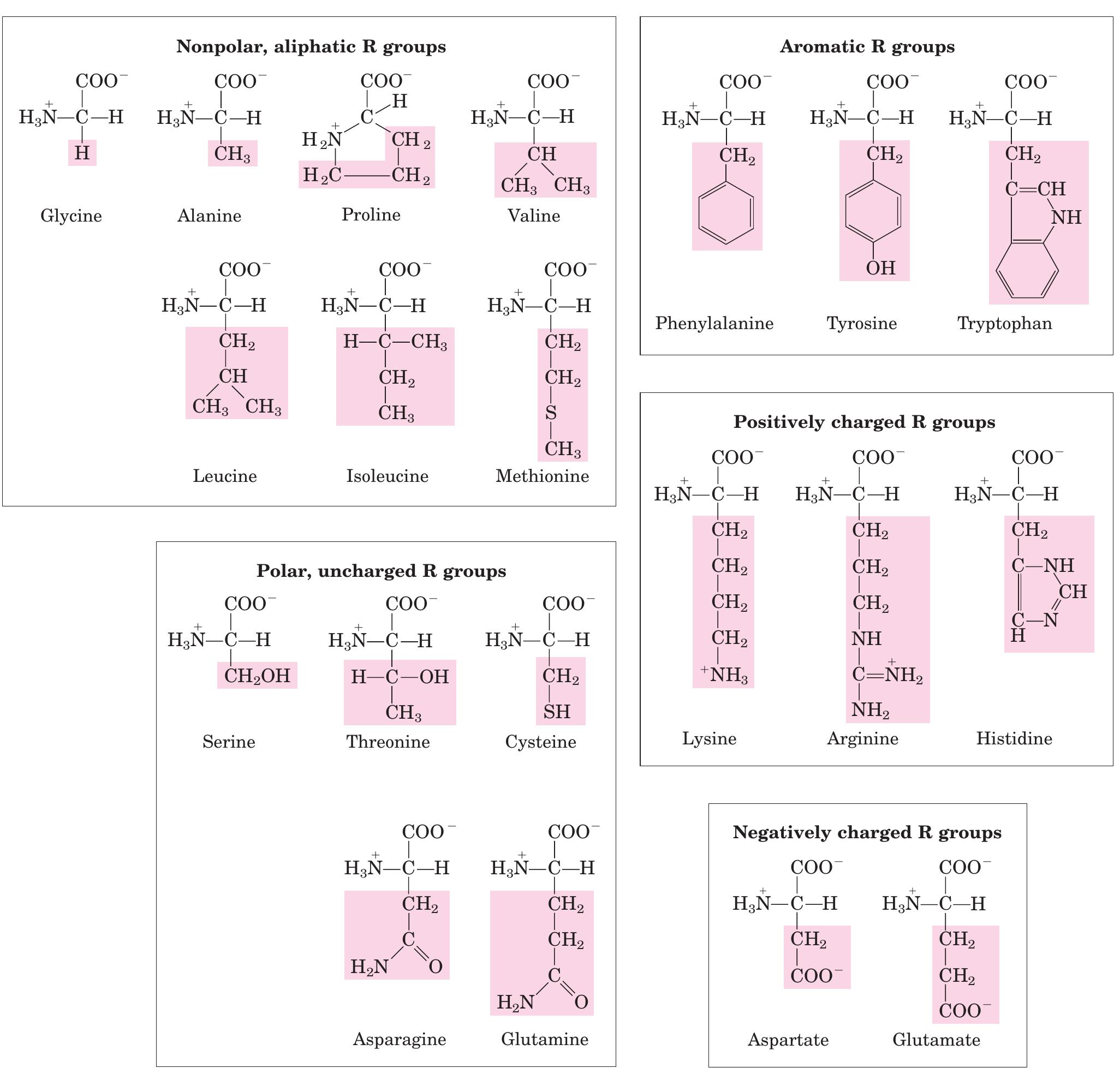 PDF) Amino acid, peptides & proteins