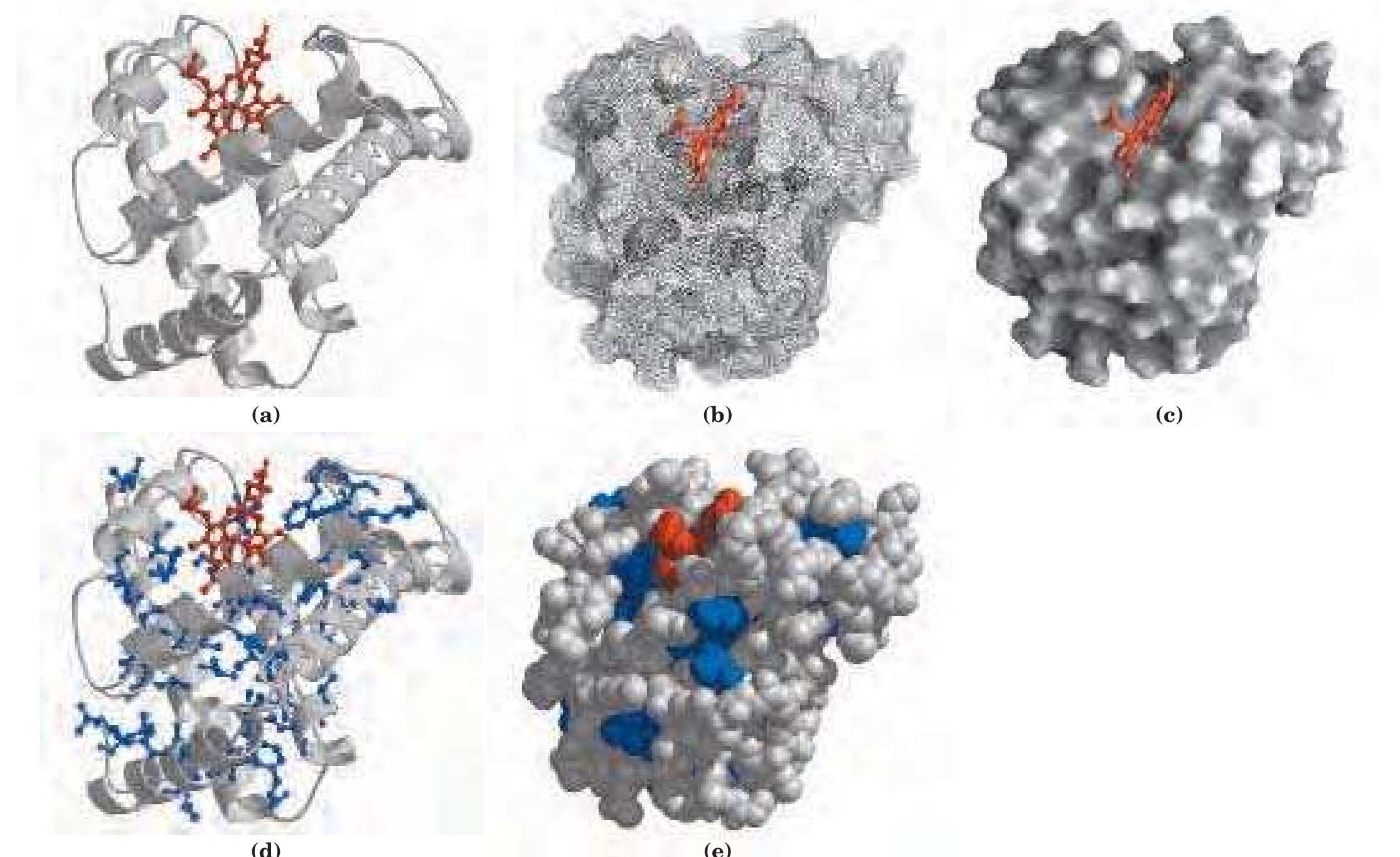 (PDF) THE THREE-DIMENSIONAL STRUCTURE OF PROTEINS