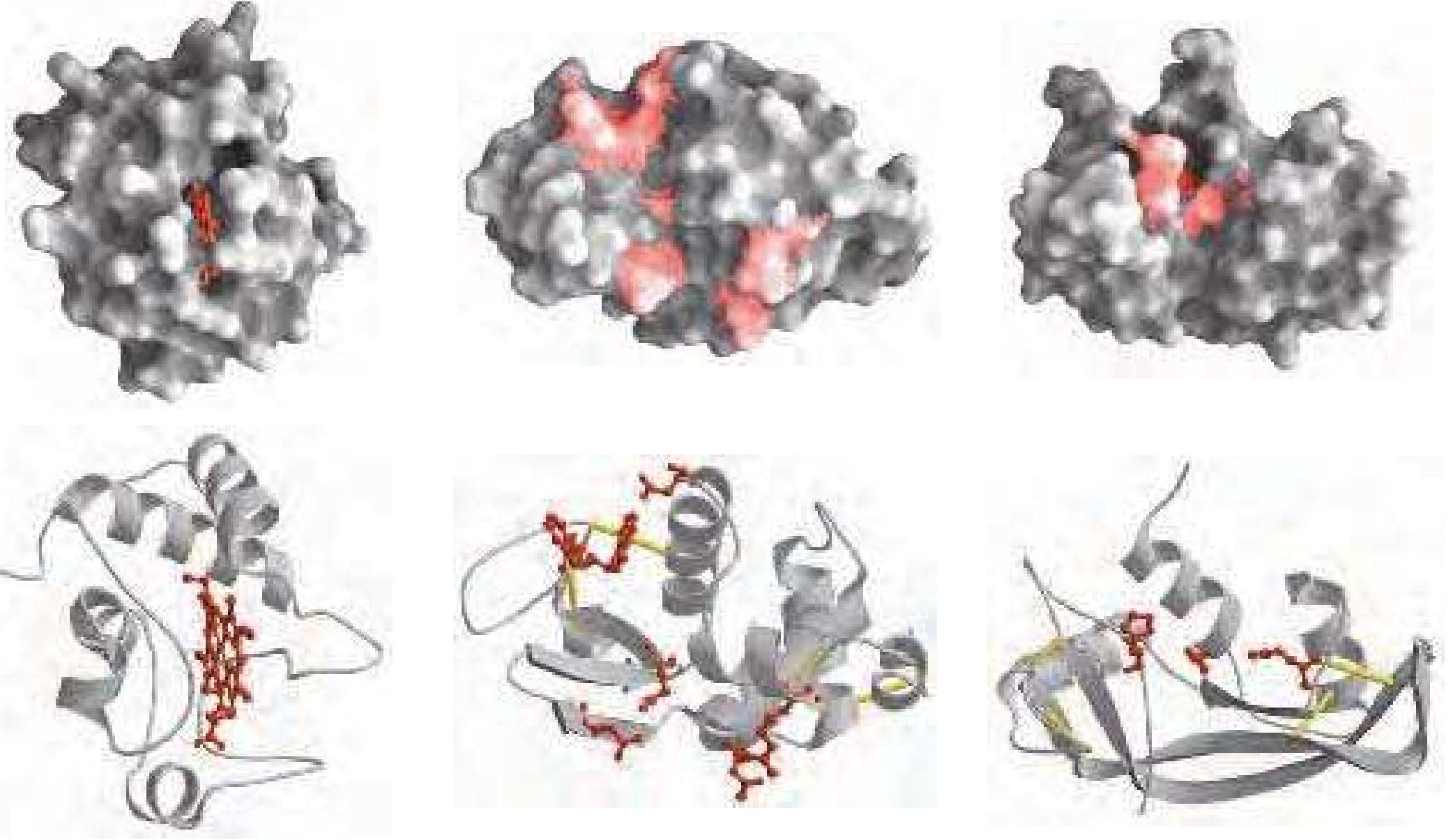 (PDF) THE THREE-DIMENSIONAL STRUCTURE OF PROTEINS