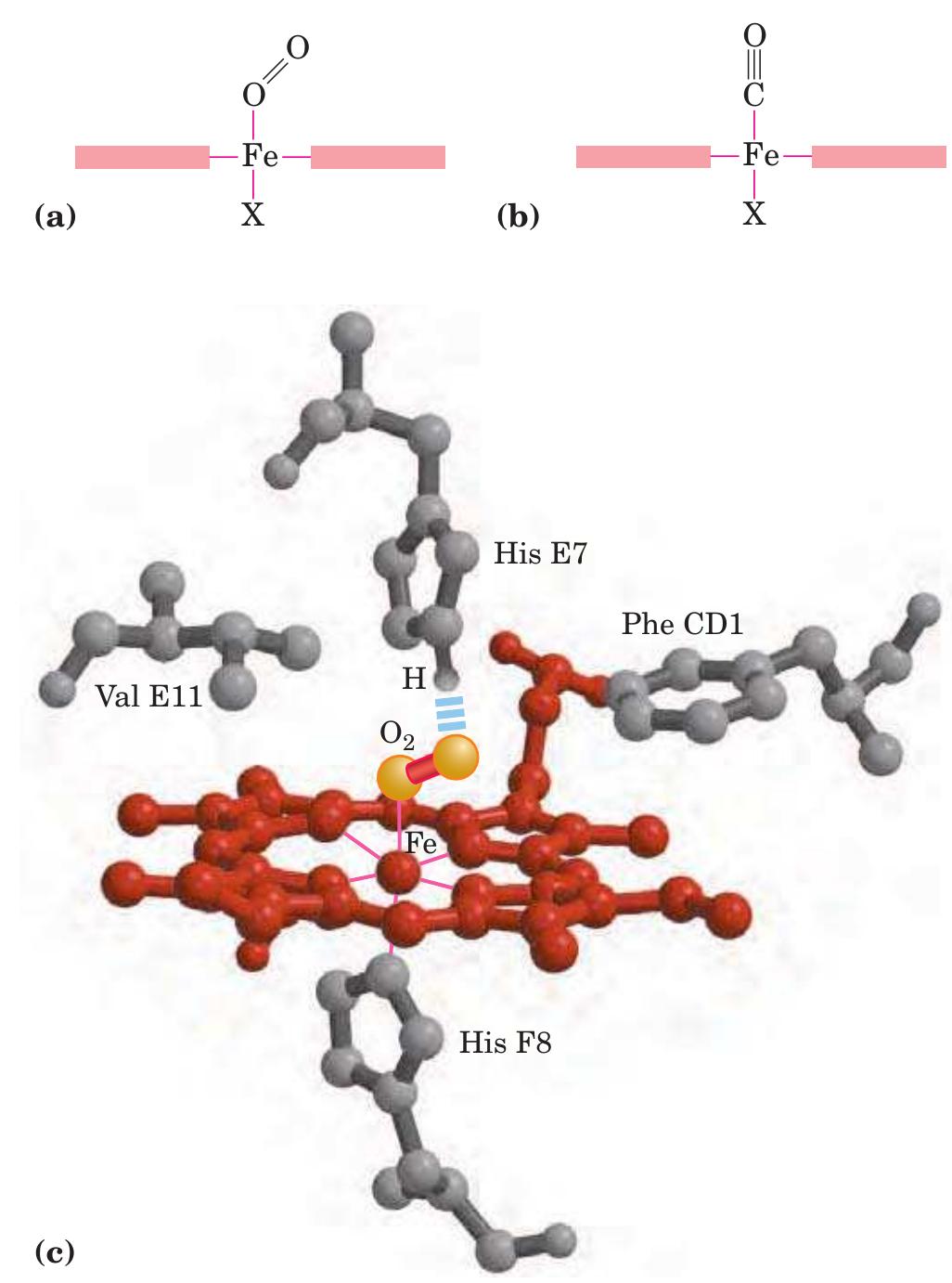 -6 a comparison of the structures of myoglobin (pdb id 1mbo)