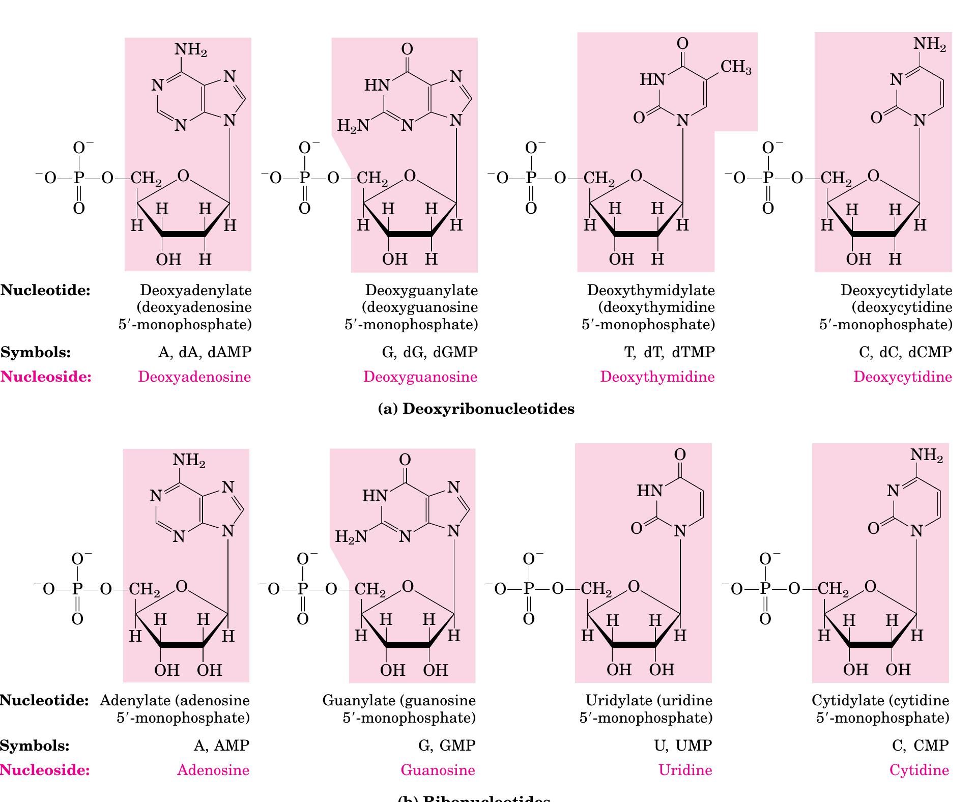 Cmp Unit Figure 6 - from nucleotide and nucleic acid