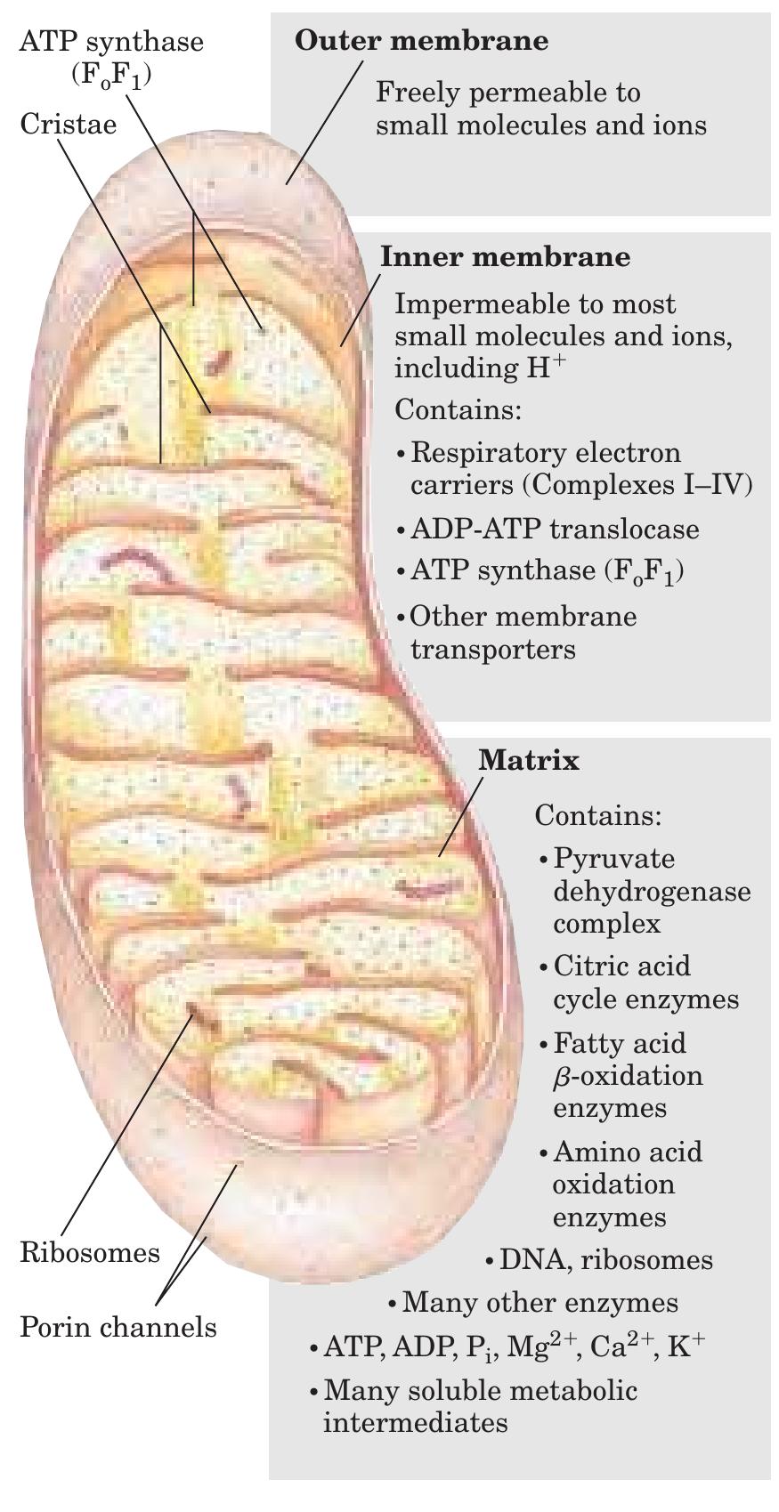 Oxidative Phosphorylation and Related Mitochondrial