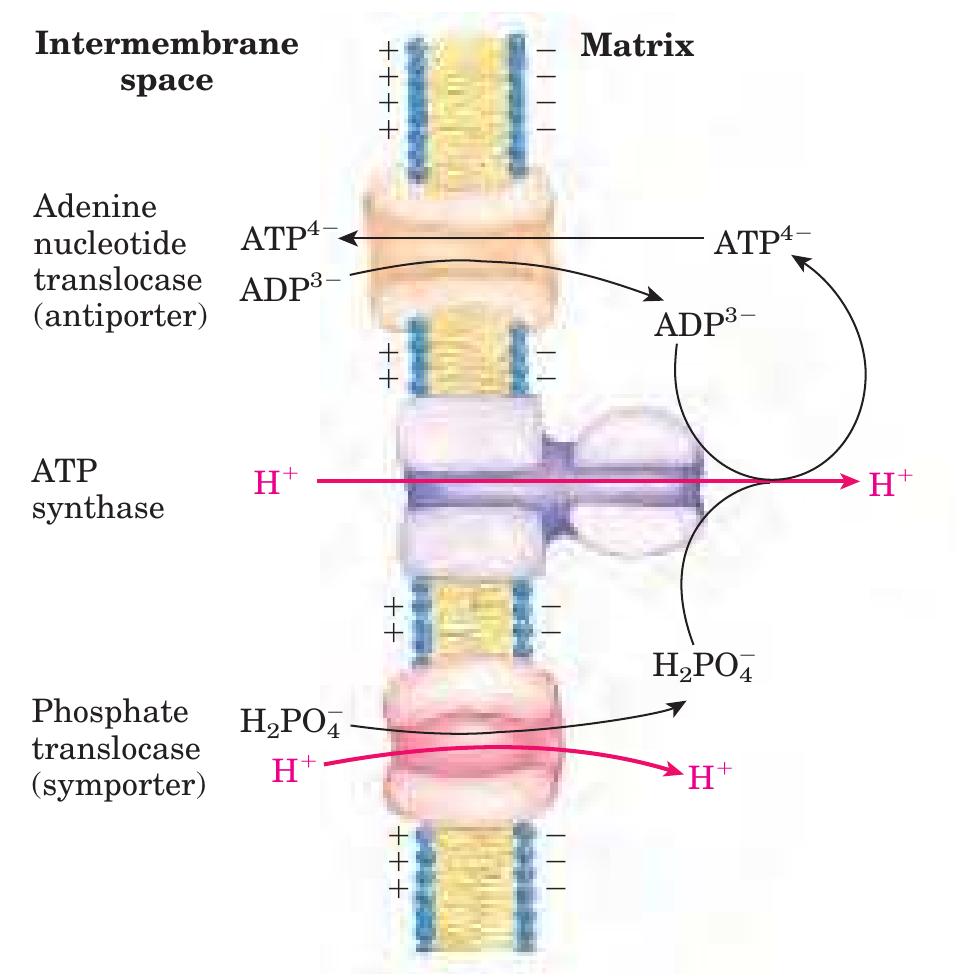 Oxidative Phosphorylation and Related Mitochondrial