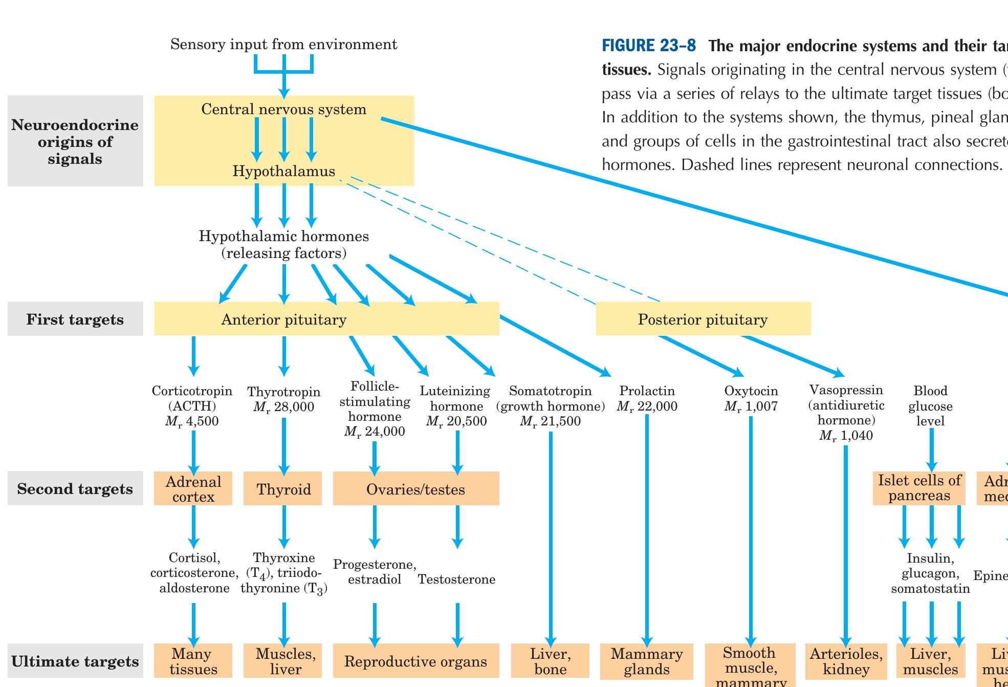 Endocrine Ros Examples The anterior pituitary responds to hypothalamic hormones