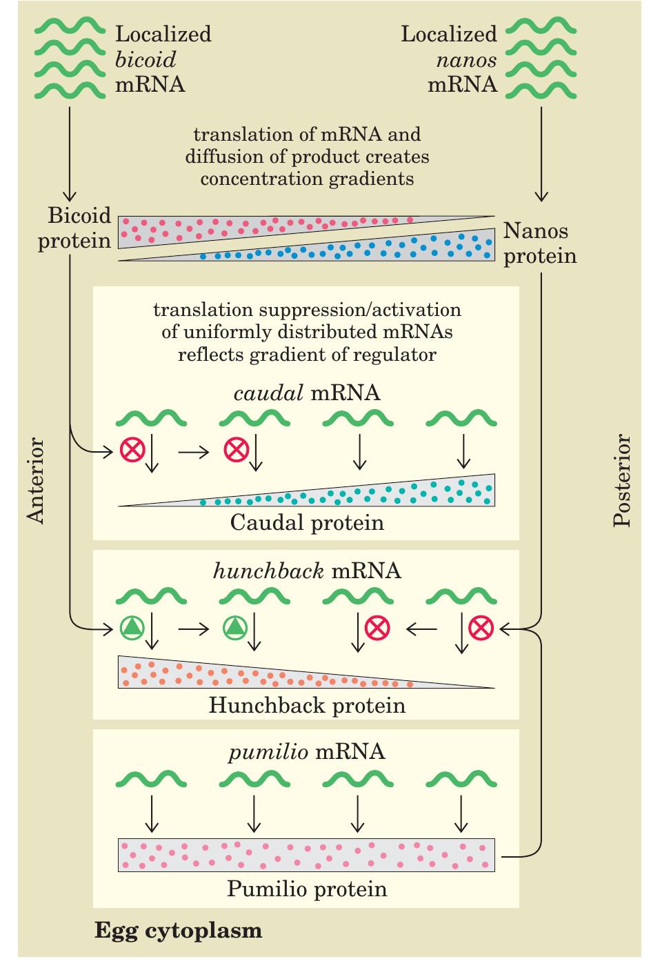 -3/ regulatory circuits of the anterior-posterior axis in a