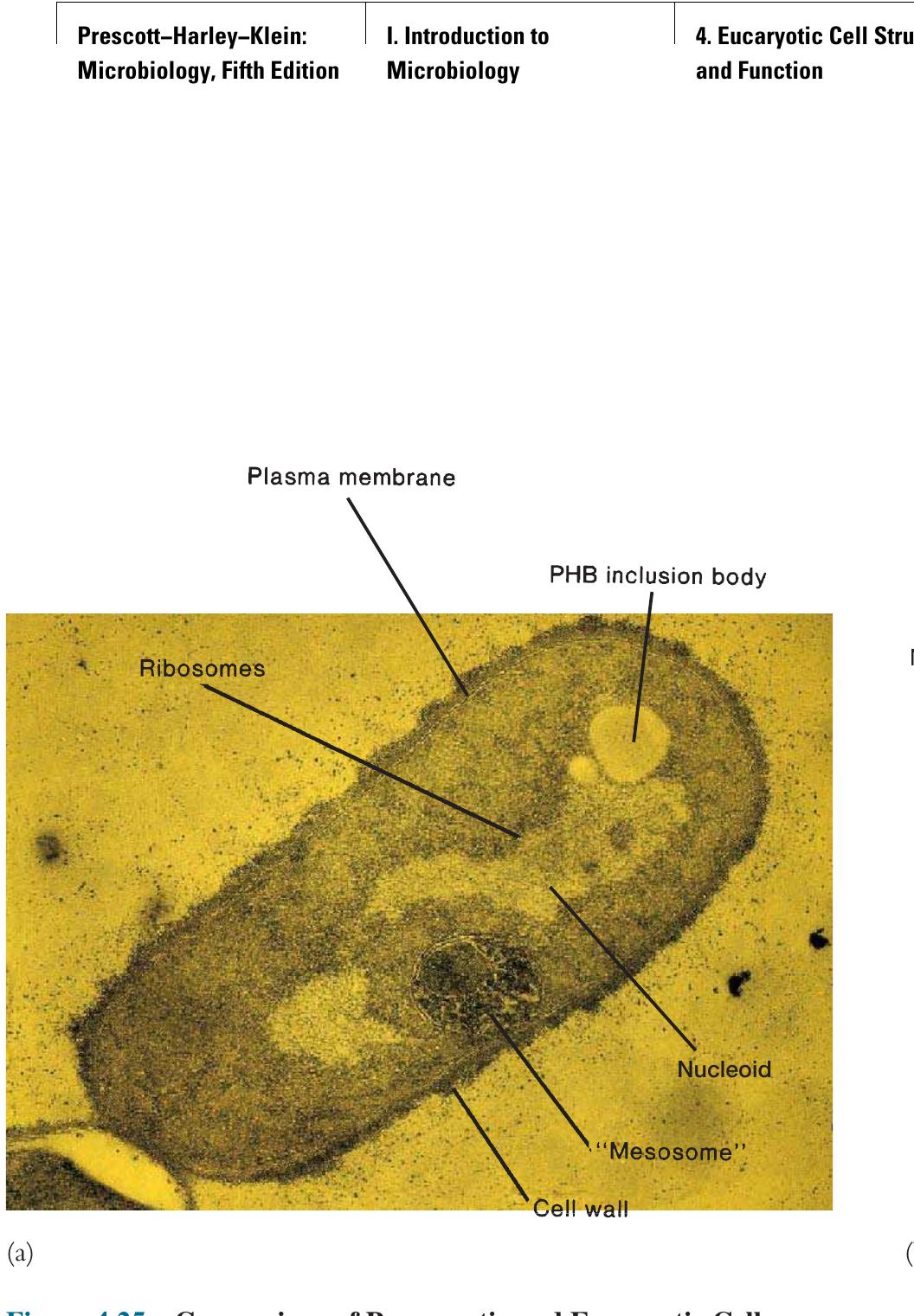 Figure 29 - An Overview of Eucaryotic Cell Structure