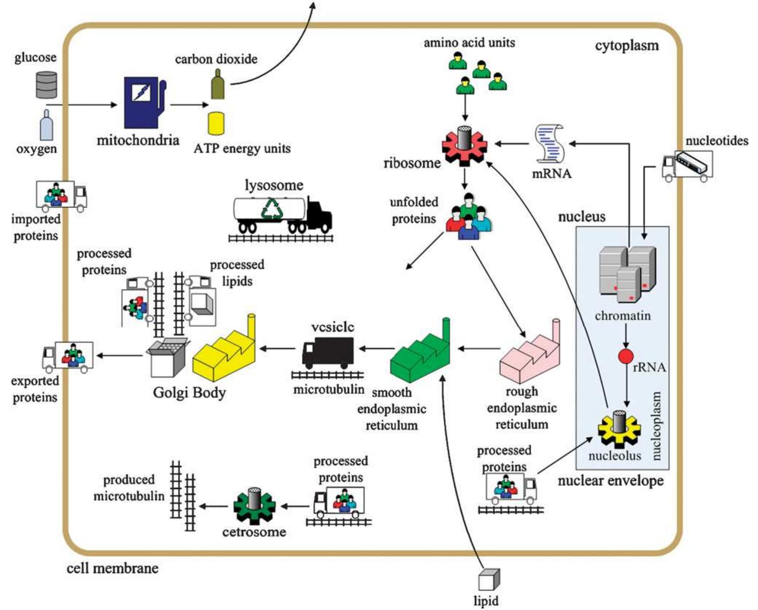 Figure 3 - from At a glance: Cellular biology for engineers