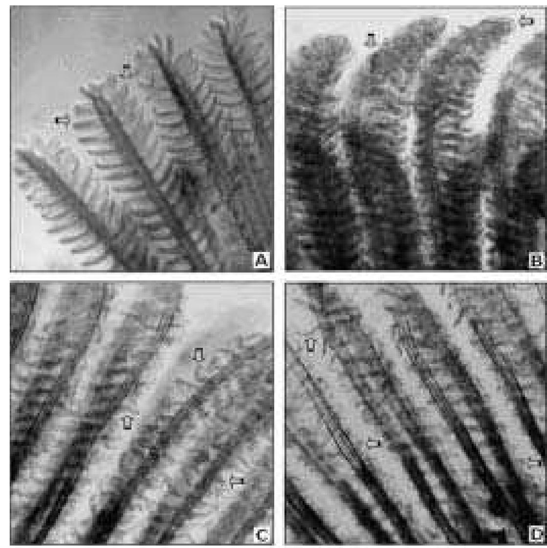 (PDF) Sublethal effects of profenofos on locomotor behavior and gill ...