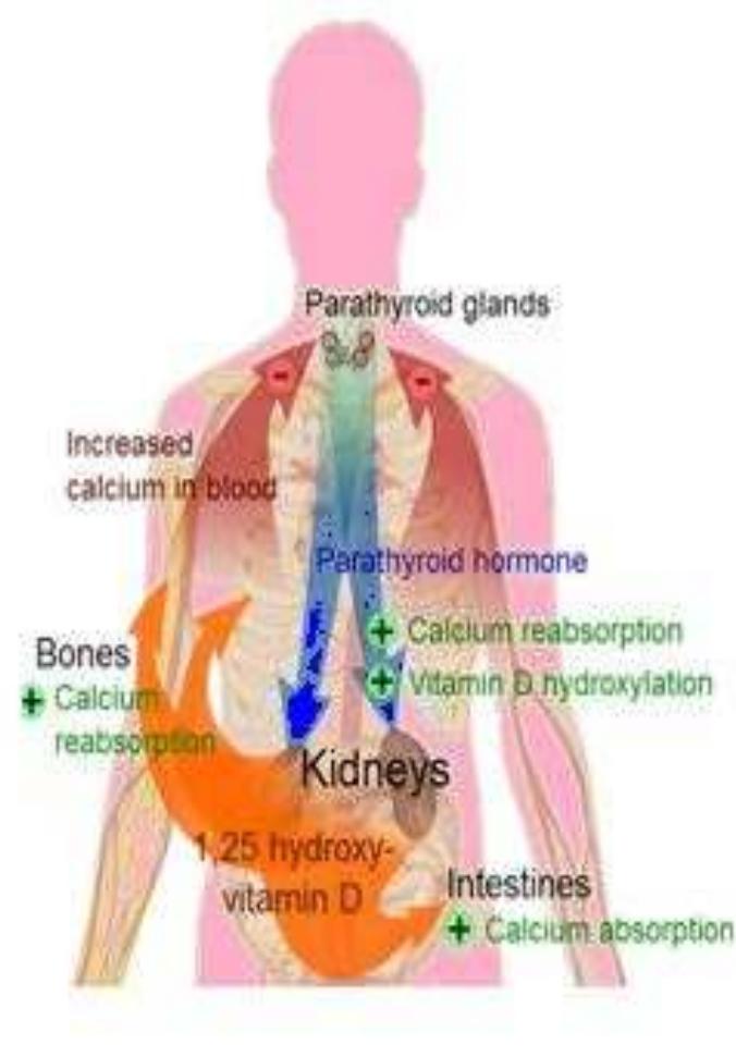 (PDF) Calcium and its Role in Human Body