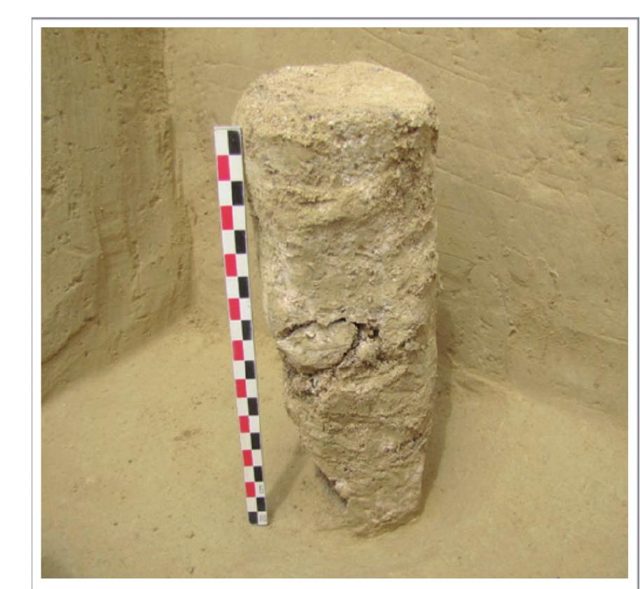 Figure 5. Detail view of a calcified post from grave 68. (Photography: L. Verganud, Antea Archéologie) A wooden architecture is quite conceivable, even if it is less obvious than in grave 68. The deceased’s belongings were indeed found in a small hollow at the bottom of the pit, in which some traces of wooden floor were also observed. The limits of this hollow correspond to the different layers observed in the filling of the pit. We can therefore imagine a container similar to the one of burial 68, although without a superstructure (Fig. 8). a container similar to the one of burial 68, although without