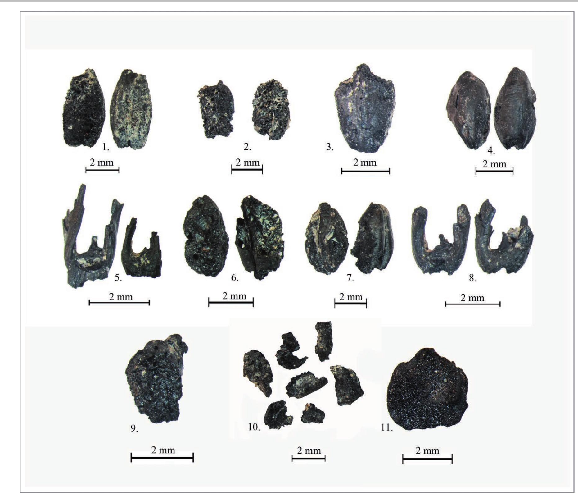 Figure 3. Cultivated plants of Bell Beaker Csepel-Group from Szigetszentmiklés—Udilésor: 1. Many-rowed barley (Hordeum vulgare subsp. polystichum), 2. Many-rowed barley (Hordeum vulgare subsp. polystichum), 3. Naked barley (Hordeum vulgare var. nudum), 4. Einkorn (Triticum monococcum), 5. Einkorn (Triticum monococcum) spikelet forks, 6. Emmer (Triticum turgidum subsp. dicoccum), 7. Emmer (Triticum turgidum subsp. dicoccum), 8. Emmer (Triticum turgidum subsp. dicoccum) spikelet forks, 9 Cammon wheat (Triticum aestivum), 10. Crop (Cerealia) fragments, 11. Field pea (Pisum sativum subsp. arvense). Photograph by Arpad Kené;