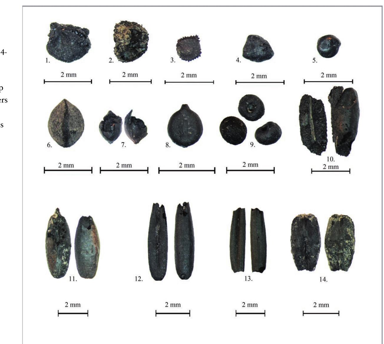 Figure 5. Foodremains of Bell Beaker Csepel-Group from Szigetszentmiklés— Udiildsor: 1. Meat mush (cereal-gruel from clumsy milling product used fat by backing), 2. fina cml Lean Lena ontllinncmenclons Ghasannawle harcAwmnta Wow