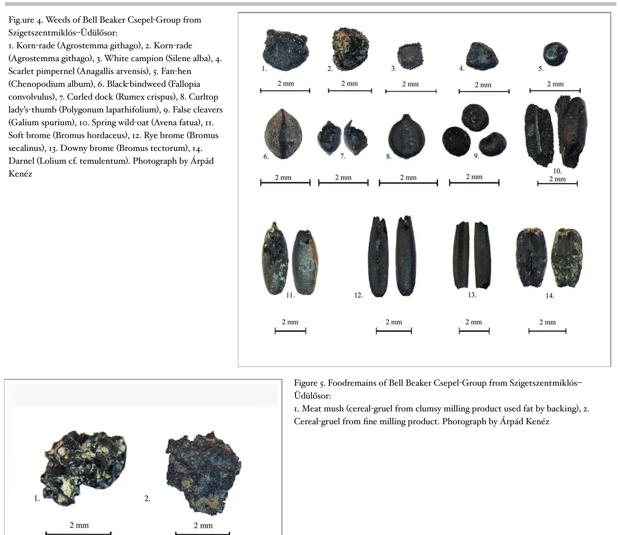 significantly large number (Fig. 2.). We also studied the differences between the food residues found in different sites/age of sites. The younger phase deposits (Albertfalva-Hunyadi Janos str, Budakaldsz) are generally richer and more kinds of food can be found there than in the older phase deposits (Szigetszentmikl6s-Udiilésor, Szigetszentmiklés-Vizmti, Csepel-Hollandi str). Also, the same type of food remains (mostly cereal grual) were always found. Only one difference is visible between graves and household, that the foodtype of the gravesamples are much more varied (cereal grual, meat-mush, cake, bread). significantly large number (Fig. 2.). We also studied the differences between the food residues found in different Szigetszentmikl6s—Udiilésor is the one of the largest and longest inhabited settlements along the Danube river. Its plant remains refer to developed land use and reveal a correlation with the other Bell Beaker Csepel-Group sites. It is highly likely that the knowledge of plant cultivation as well as the species of the Bell Beaker Csepel-Group were same. We believe that the plant and foodremains from the Bell Beaker Csepel-Group analysed here may be the starting point to help to understand circulation processes in the 3rd millennium BC.