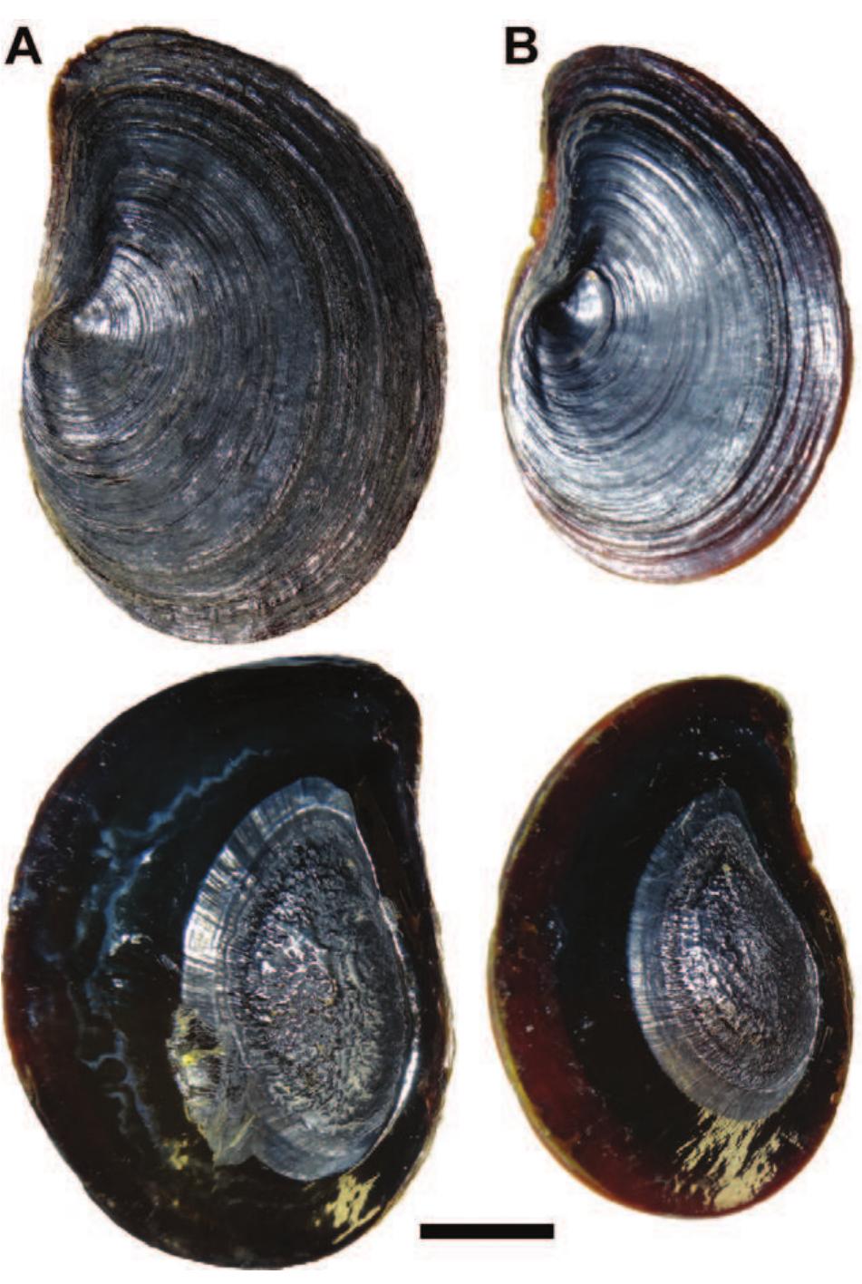 External (top) and inner (bottom) surface of opercula from: