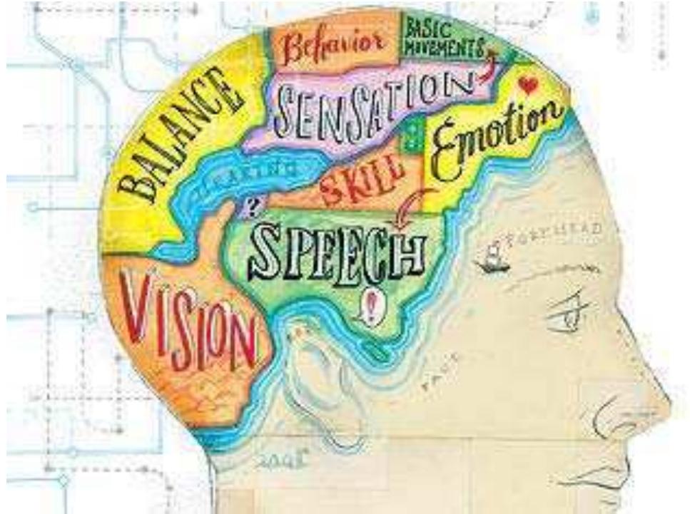 Map of the brain indication principal functions mapped onto