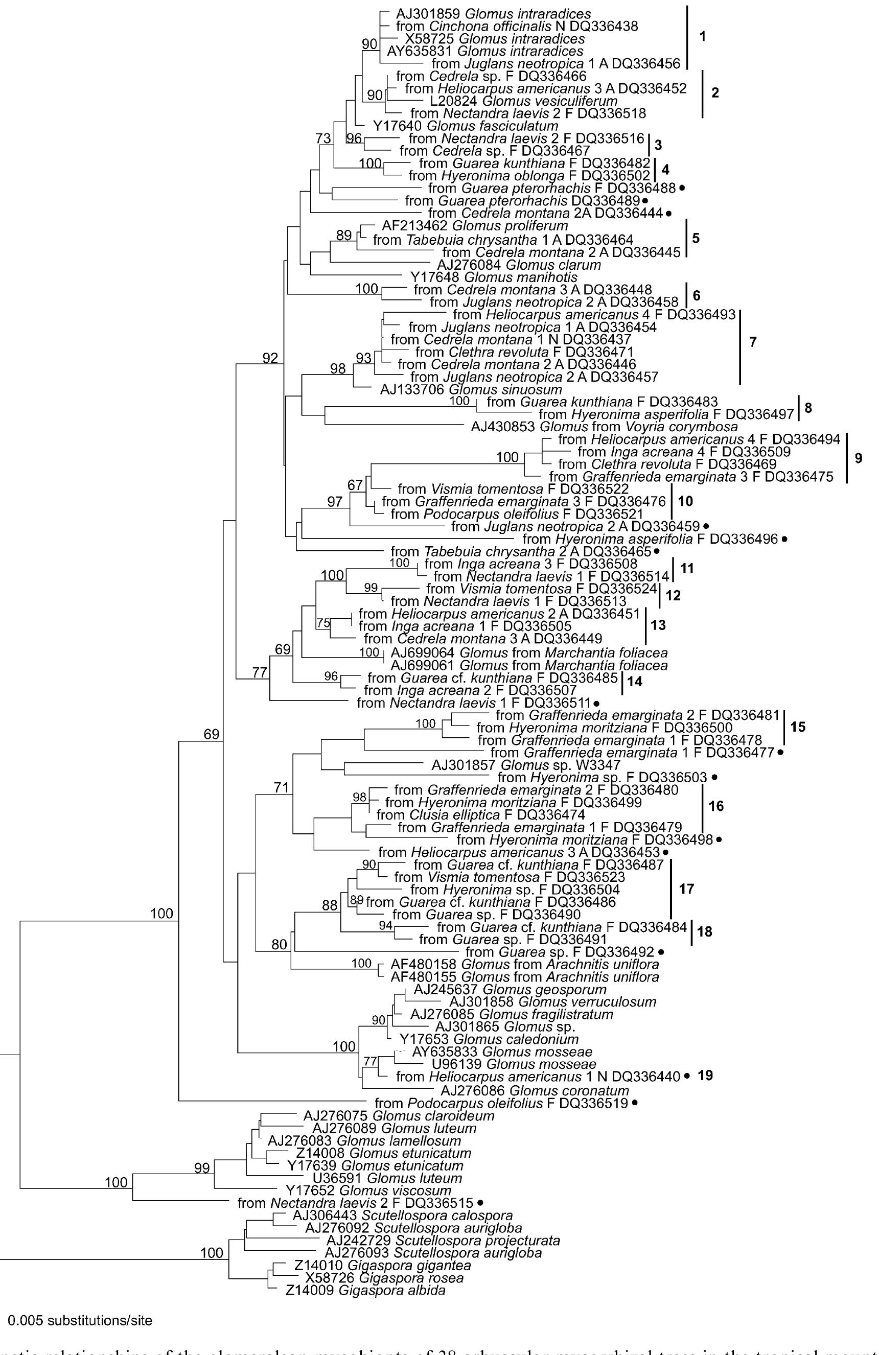 (PDF) Guilds of mycorrhizal fungi and their relation to trees, ericads ...