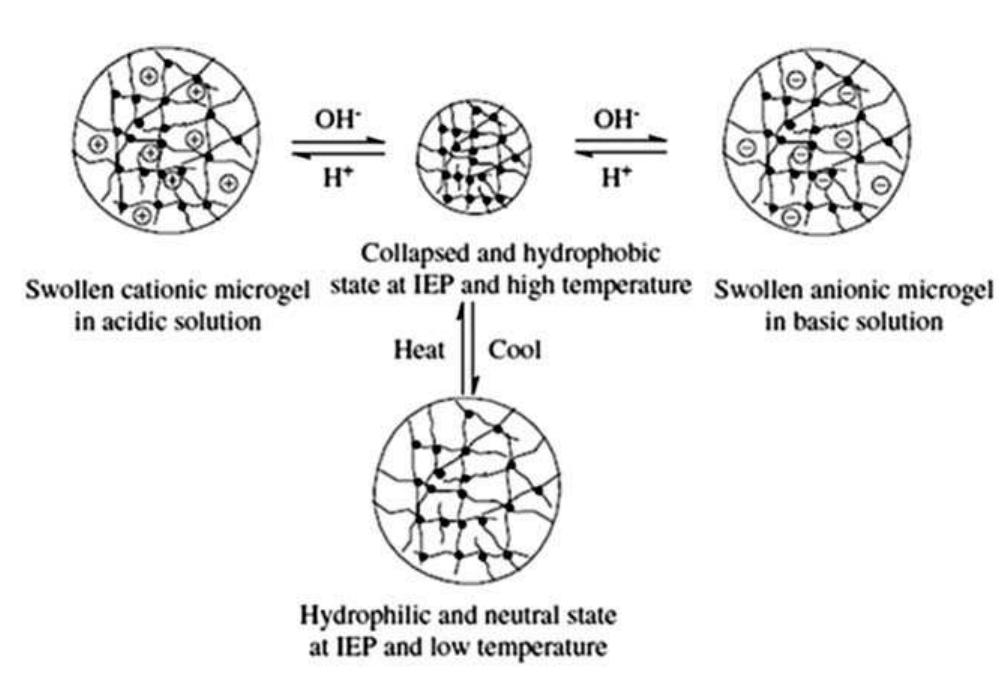 Ph and temperature dependent swelling—deswelling for poly-