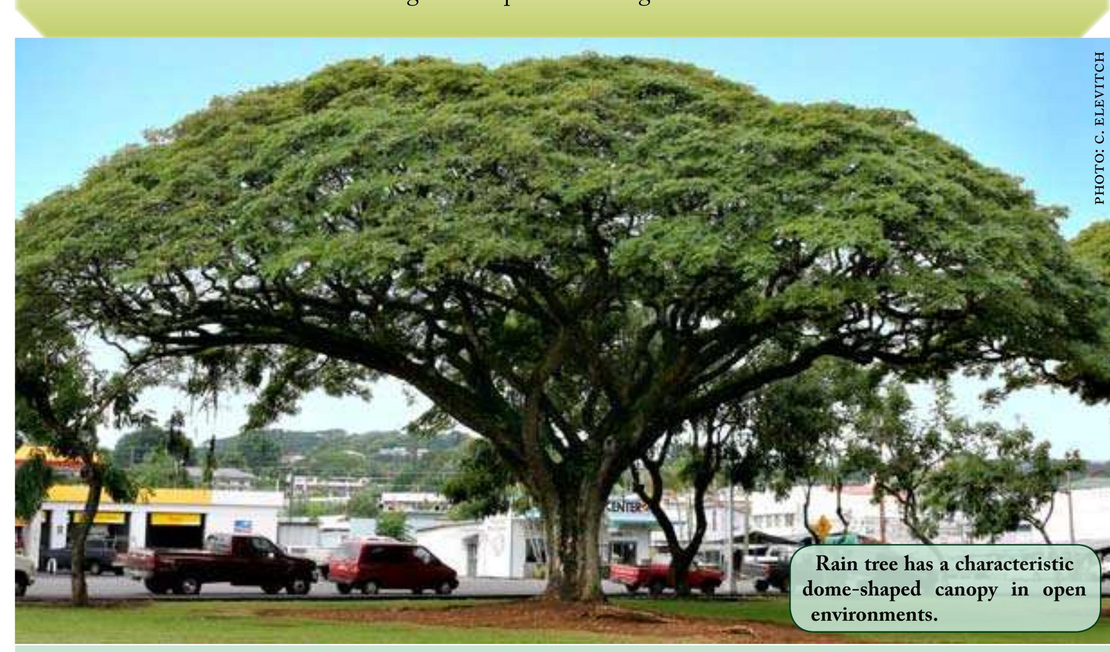 (PDF) Samanea saman (rain tree