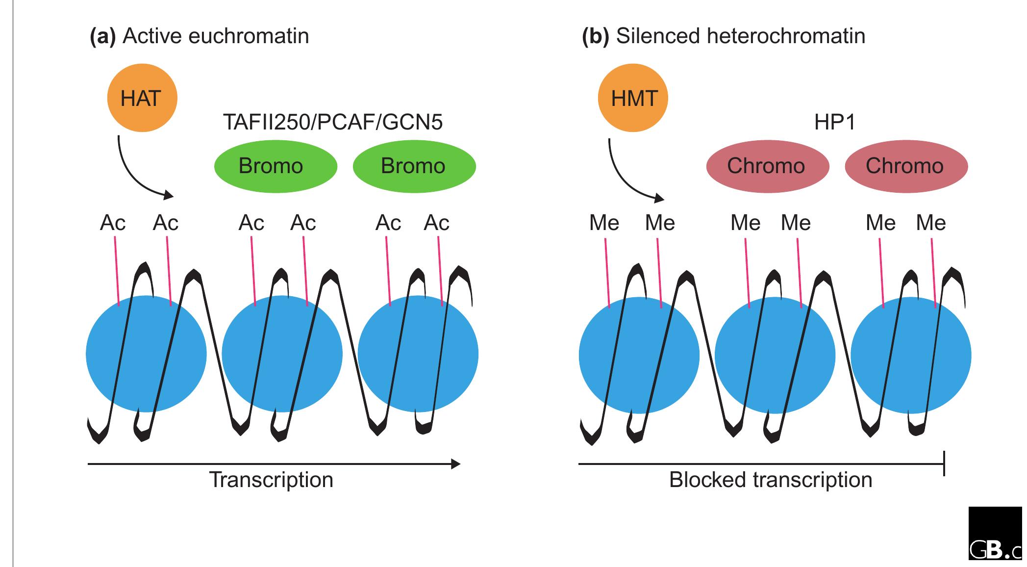 (PDF) A tale of histone modifications