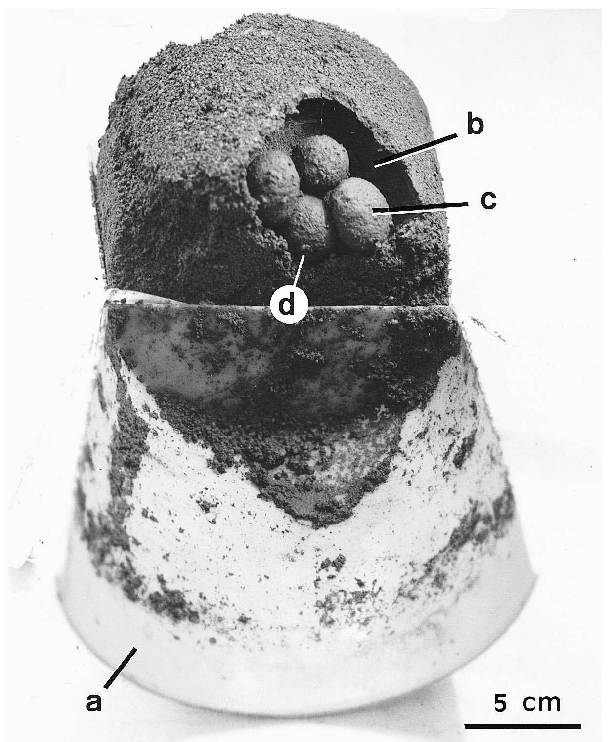 (PDF) Parental care and offspring survival in Copris incertus Say, a ...
