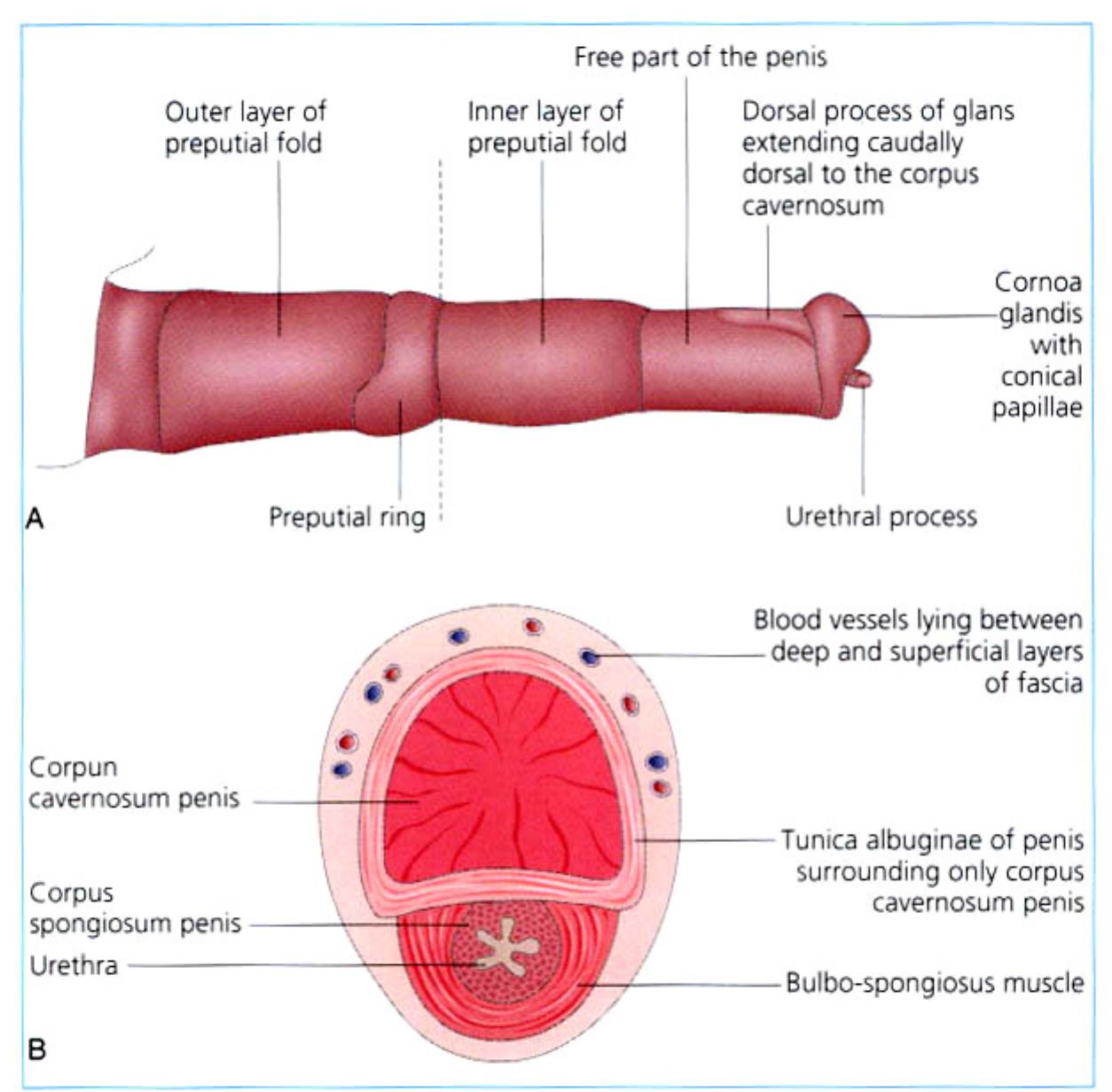 Prrepuce Engorgement of the penis results in a significant (50%)