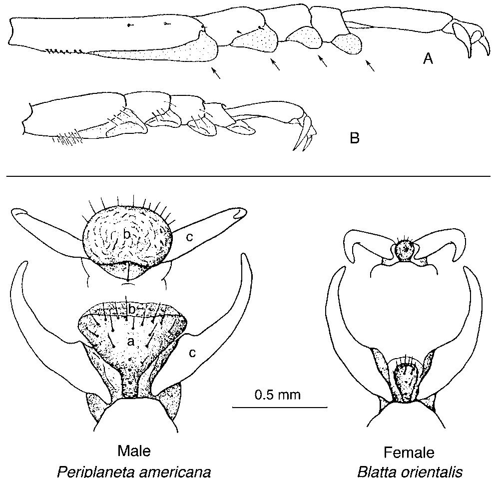 Cockroach Bottom (PDF) Cockroaches : Ecology, Behavior, and Natural History