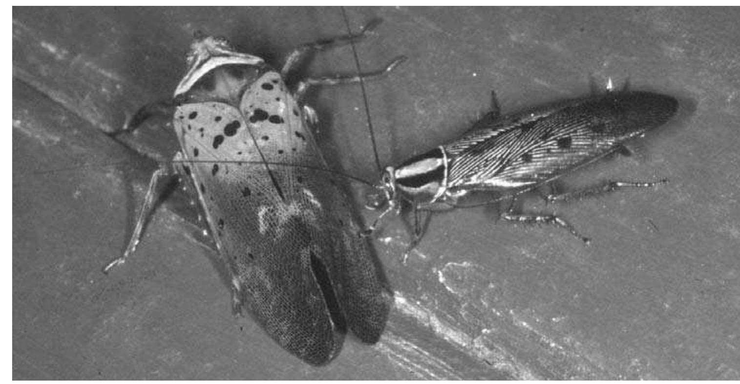(PDF) Cockroaches : Ecology, Behavior, and Natural History