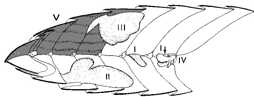 11 diagrammatic sagittal section of a cockroach ab- domen,