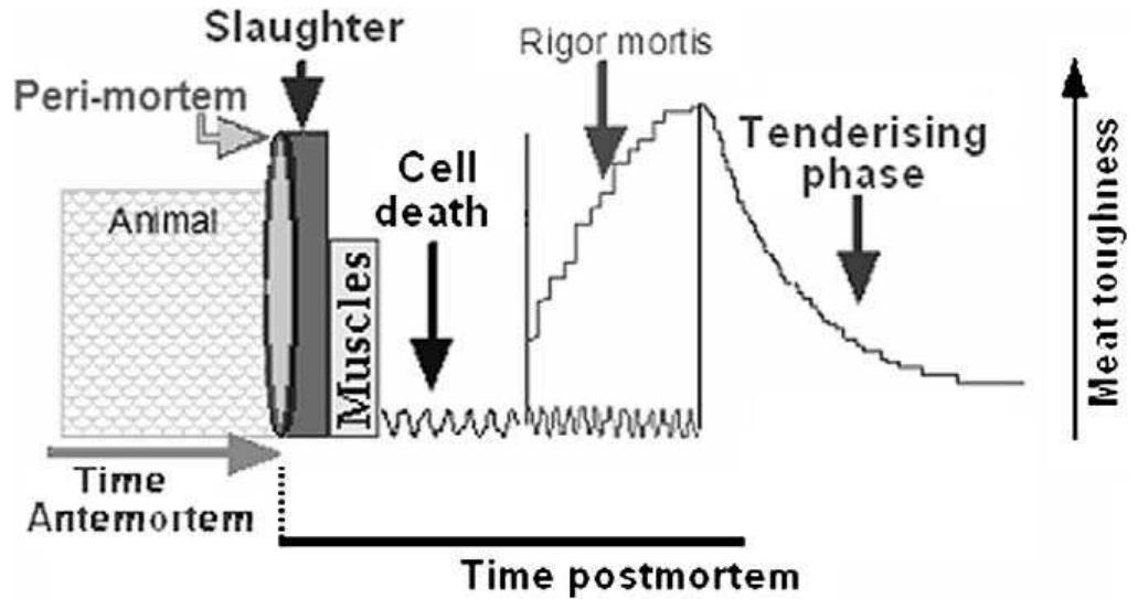 Different phases of the conversion of muscle into meat. in