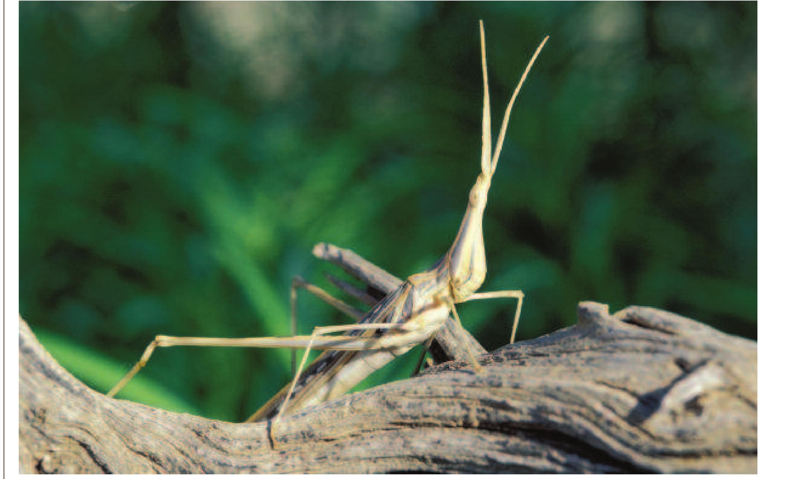 Loecit Insect (PDF) Insects and other Arthropods of the United Arab Emirates