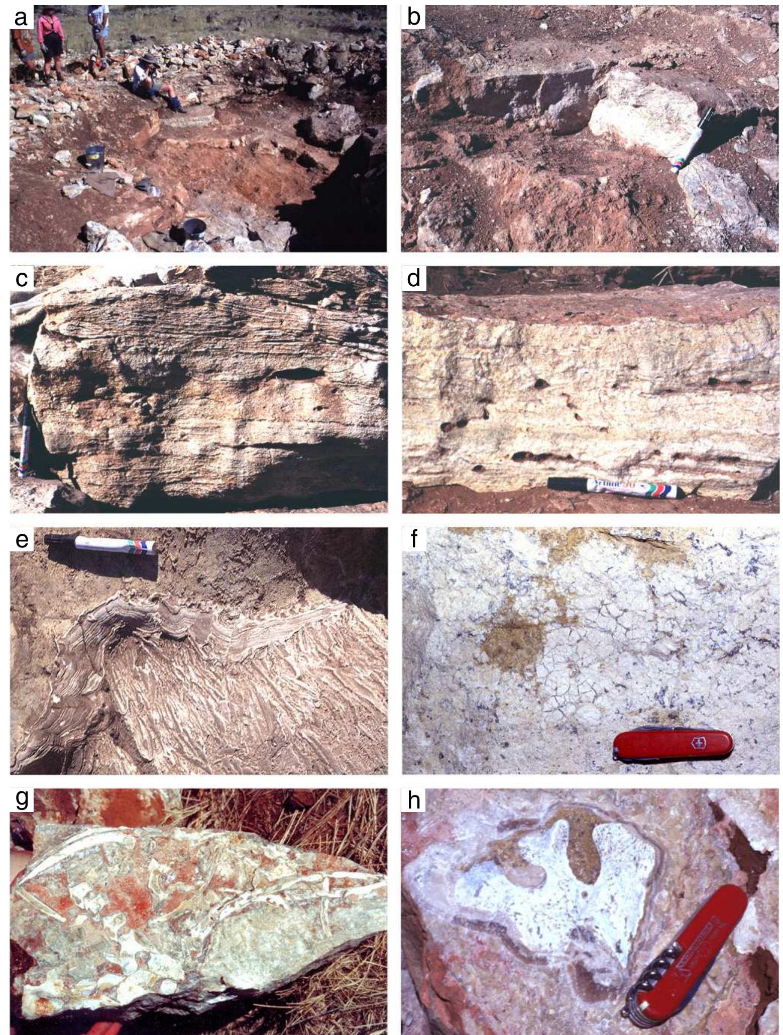 (PDF) Reconstructing a Miocene pitfall trap: recognition and ...