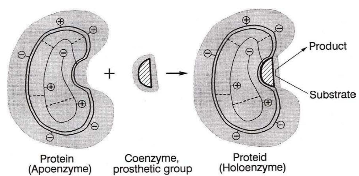 Prosthetic Group Examples Metal acts as the functional group. in several enzymes the