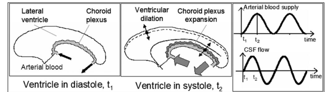 Figure 9 - Pulsatile Cerebrospinal Fluid Dynamics in the