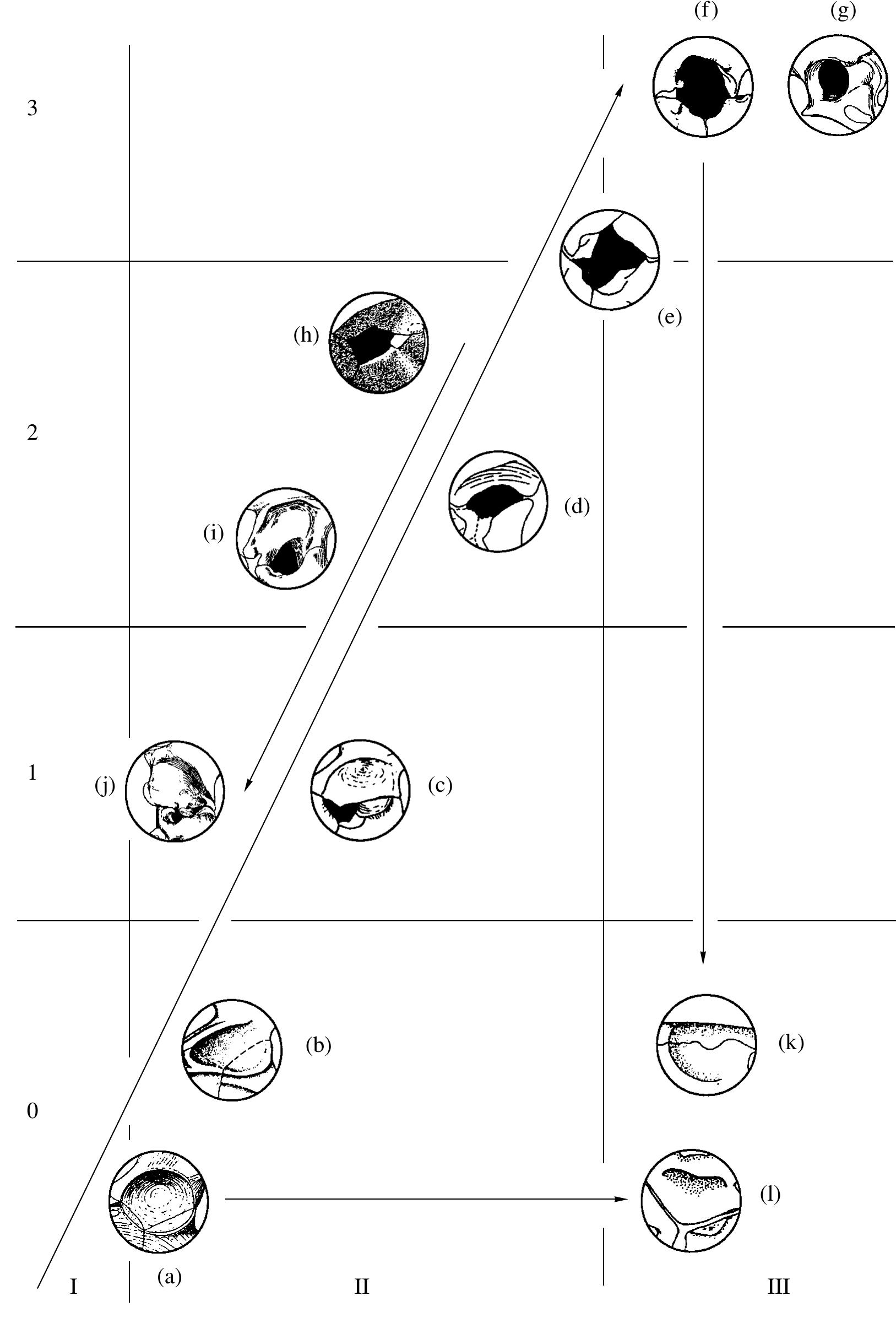 The structure of the acetabulum in (a—f, h—n) archosaurs,