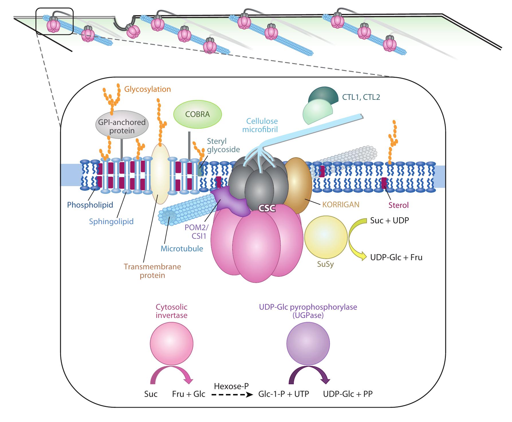Membrane Cortex Complex The intracellular, membrane, and extracellular environment