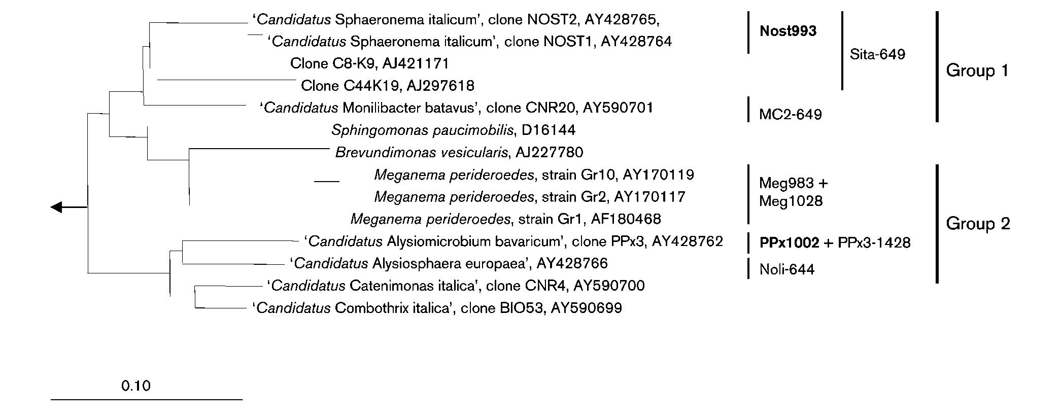 A phylogenetic tree based on the 16s rrna gene showing the