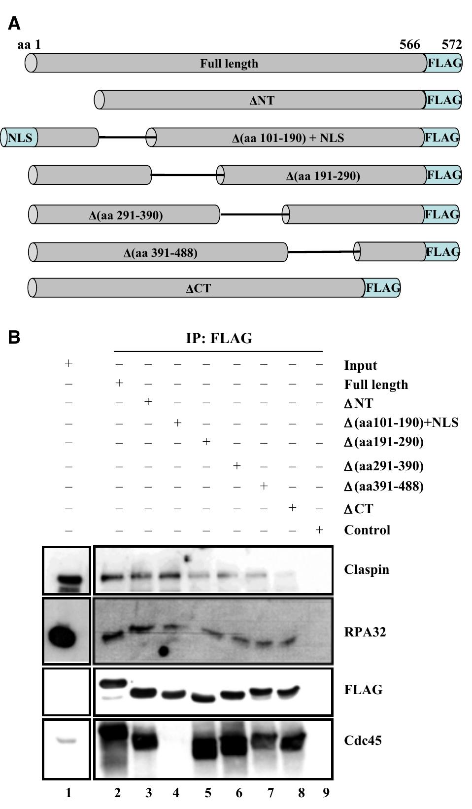 (PDF) Cell cycle-dependent formation of Cdc45–Claspin complexes in ...