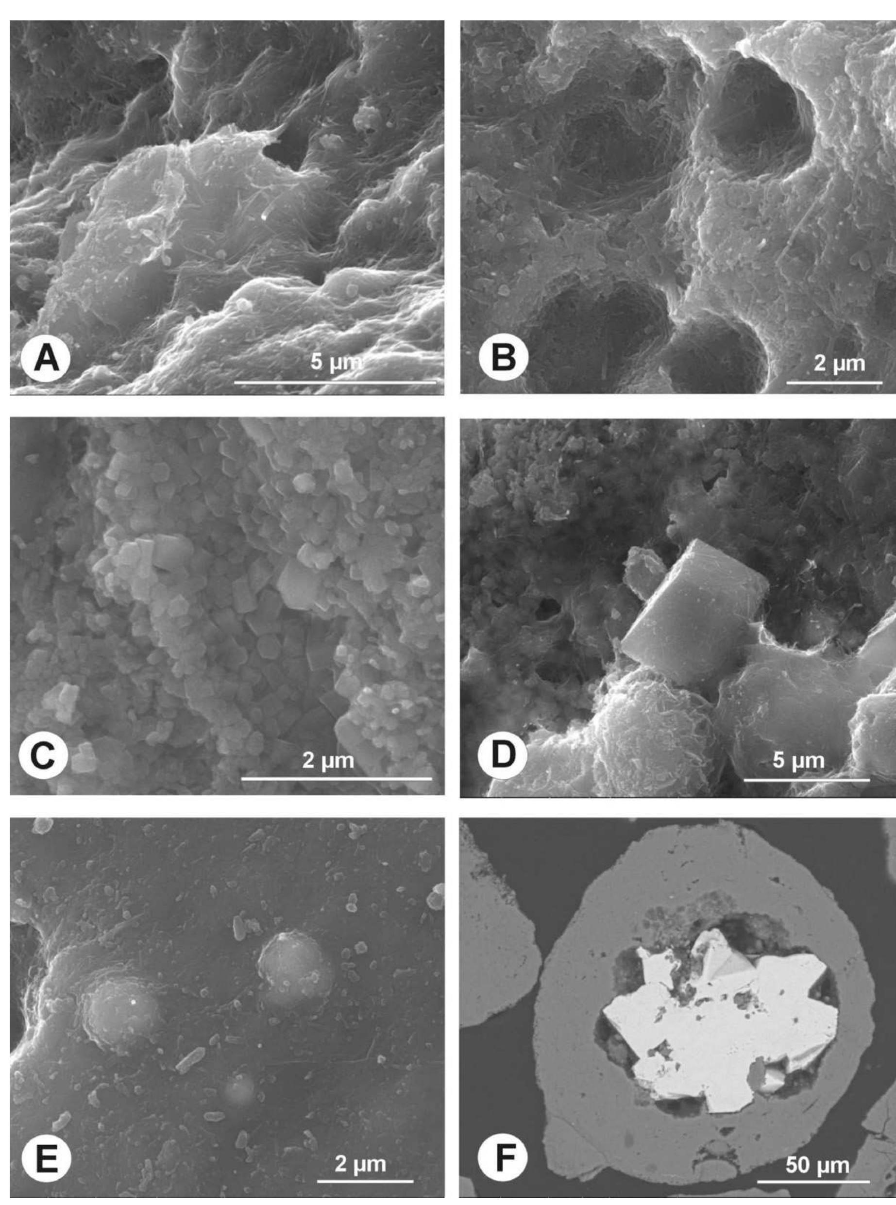 ‘ig. 3. high resolution sem images of phosphatic particles