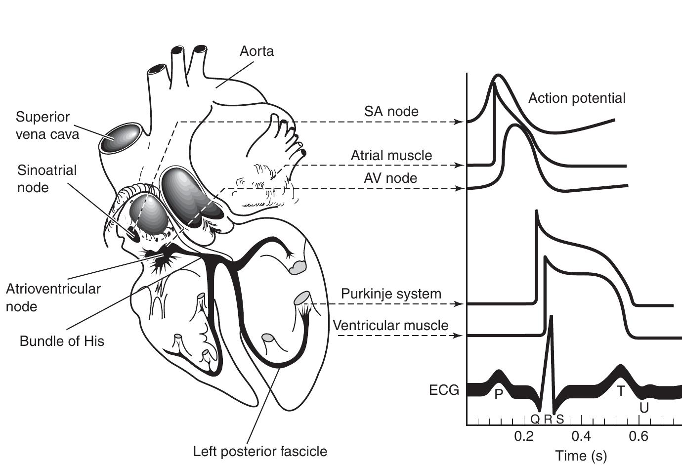 Figure 39 - from a LANGE medical book Cell Physiology