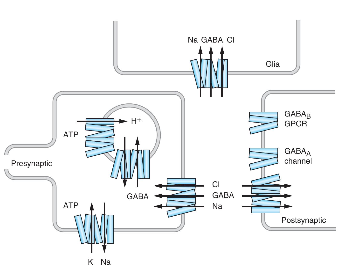 figure-48-from-a-lange-medical-book-cell-physiology