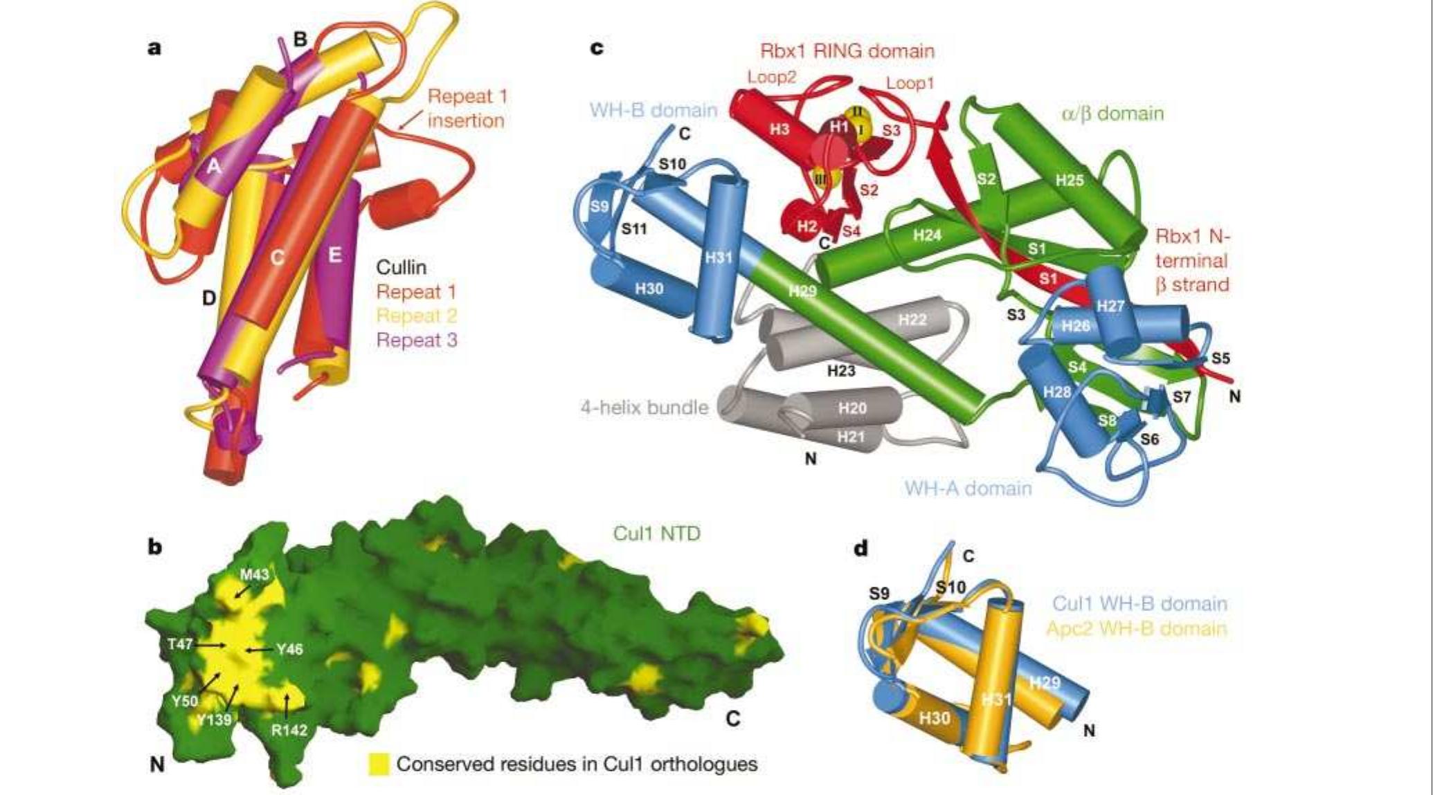 Rbx1 Structure (PDF) Structure of the Cul1-Rbx1-Skp1-F boxSkp2 SCF ubiquitin ligase ...