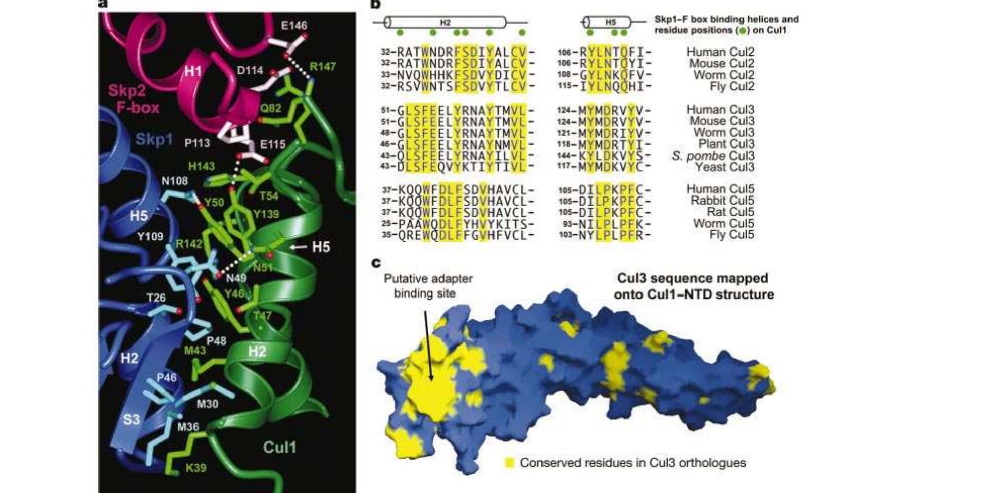 Rbx1 Structure (PDF) Structure of the Cul1-Rbx1-Skp1-F boxSkp2 SCF ubiquitin ligase ...