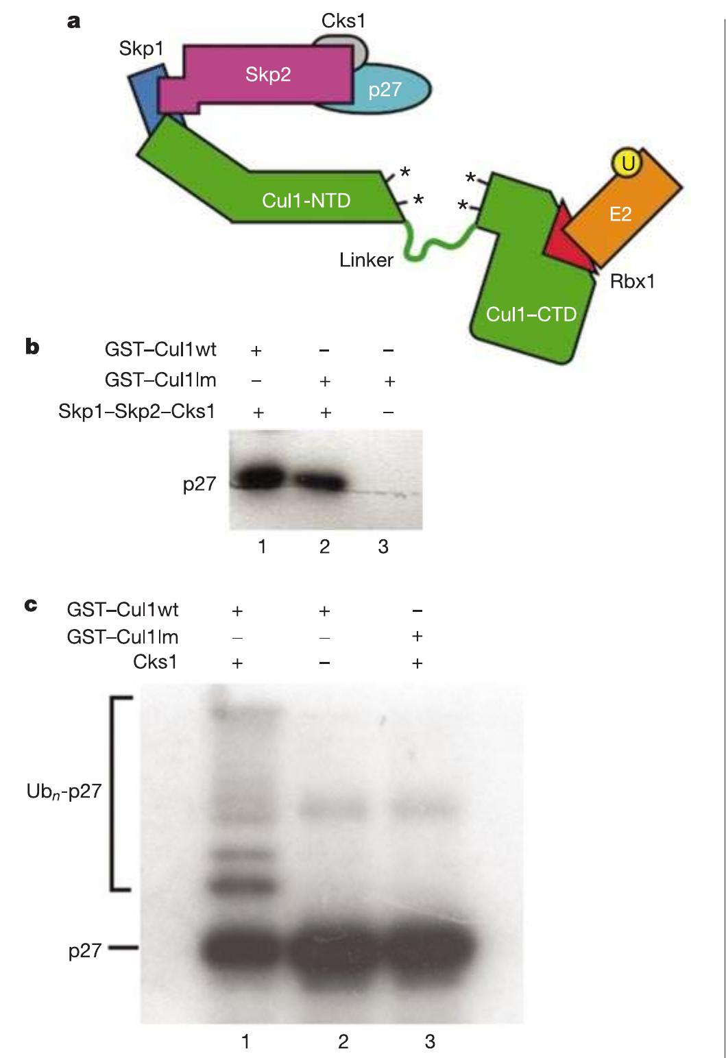 (PDF) Structure of the Cul1-Rbx1-Skp1-F boxSkp2 SCF ubiquitin ligase ...