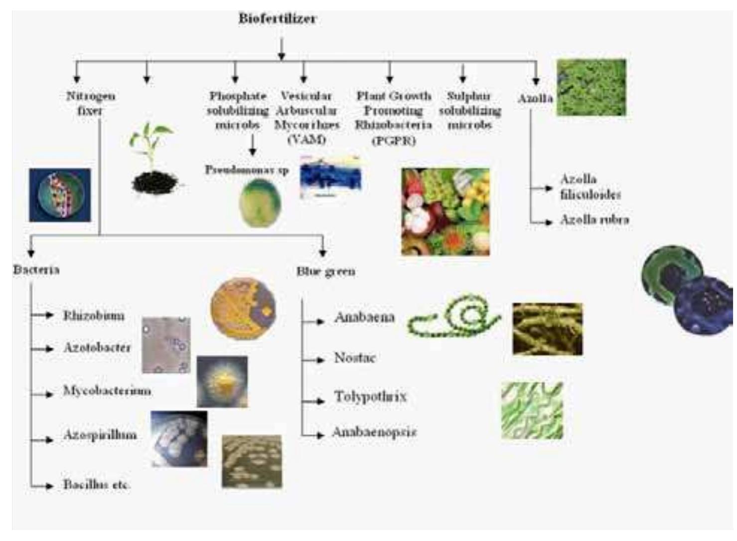 Figure 1 - from Biofertilizers