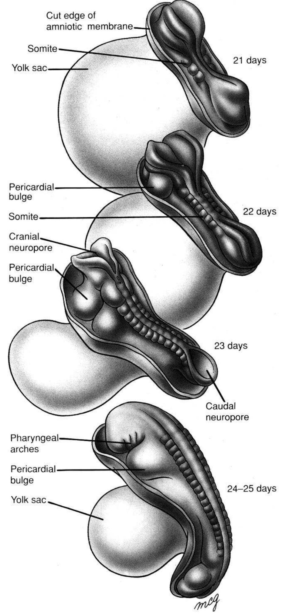 Human embryos during the fourth week, approx. 21-25 days.