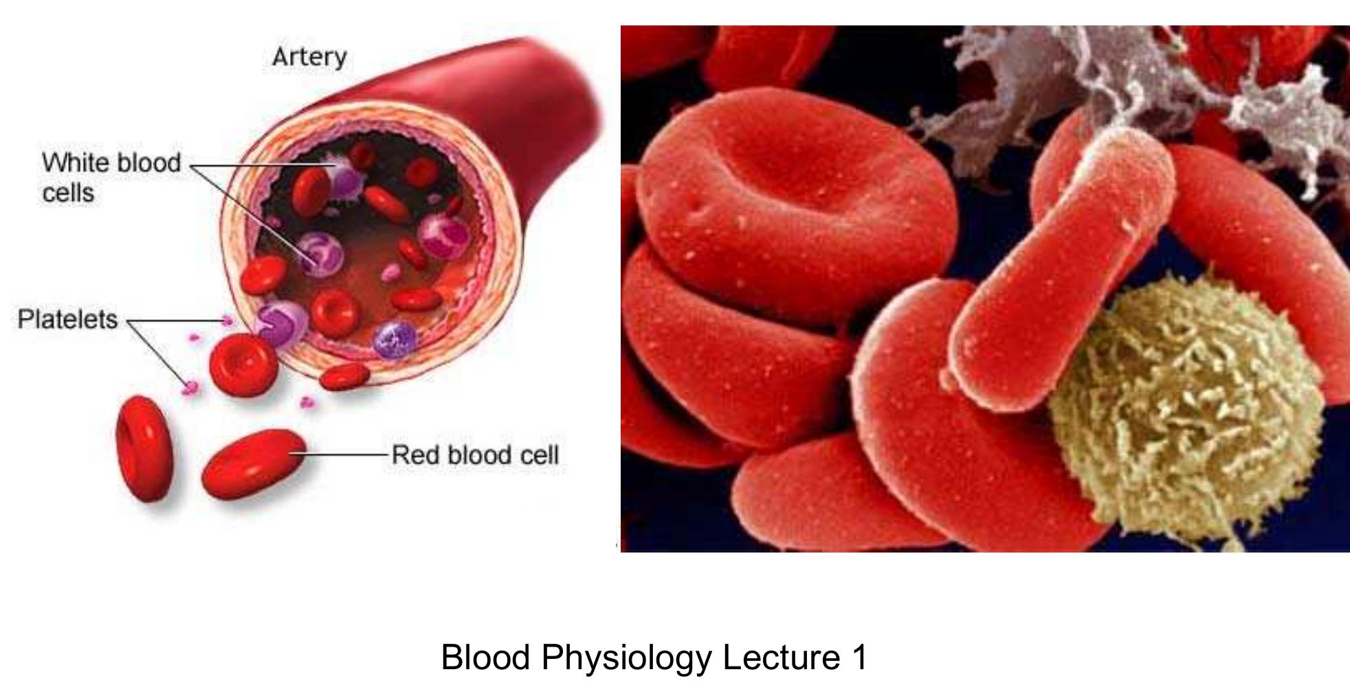 Figure 1 - from Blood Physiology Blood Physiology