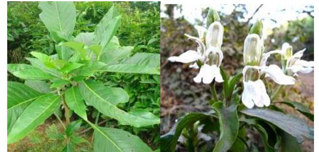 Adhatoda Root Adhatoda Vasica Root