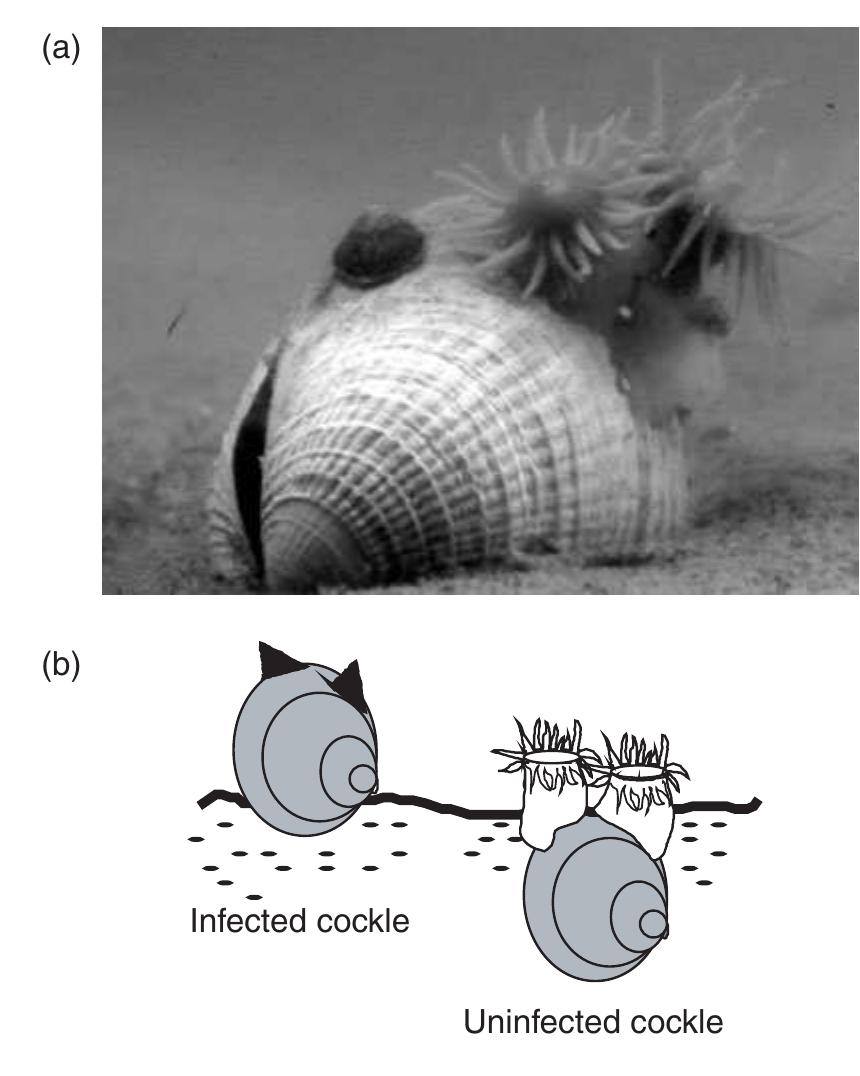 PDF) Parasitism and Ecosystems LIVRO
